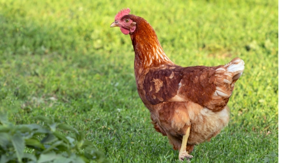 red chicken close up background grass